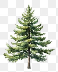 PNG Green Swiss pine tree illustration watercolor evergreen.