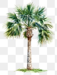 PNG Trachycarpus Fortunei palm tree illustration watercolor plant.