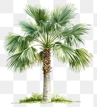 PNG Trachycarpus Fortunei palm tree illustration watercolor plant.