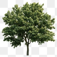 PNG Green maple tree photography white illustration.