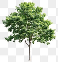 PNG Green tree background isolated illustration.