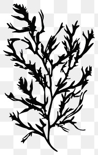 PNG Seaweed silhouette art plant black.