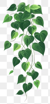 PNG Green climbing plant illustration leaf art.