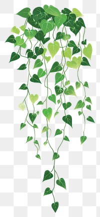 PNG Green climbing plant illustration vines leaf.