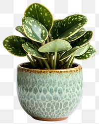 PNG Houseplant ceramic leaf pot.