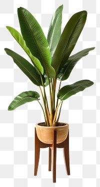 PNG Potted tropical plant wooden leaves stand.