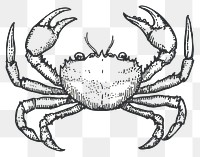 PNG Crab seafood invertebrate illustration.