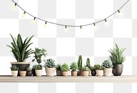 PNG Minimalist Balcony Garden plants minimalist succulent.