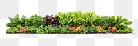 PNG Edible Vegetable Garden vegetables garden herbs.