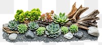 PNG Gravel and Succulent Garden succulents driftwood natural.