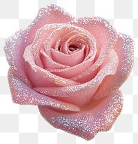 PNG Pink rose with glitter blossom flower petal.