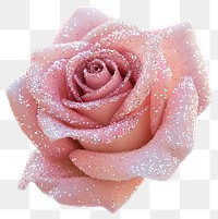 PNG Pink rose with glitter flower petal decorative.