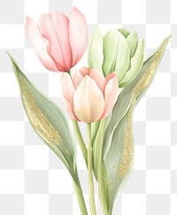 PNG Watercolor pastel tulip bouquet illustration flowers art.