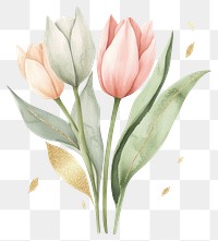 PNG Watercolor pastel tulip bouquet illustration flowers art.