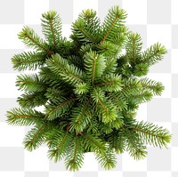 PNG Pine tree plant arrangement evergreen.