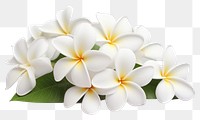 PNG White frangipani flowers blossoms white accessories.