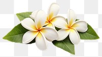 PNG White frangipani flowers leaves leaf blossoms.