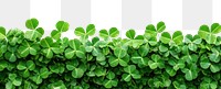 PNG Clover leaves leaf background border.