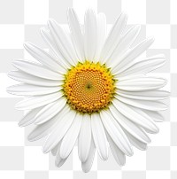 PNG Beautiful daisy flower background petals white.