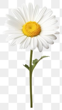 PNG Beautiful daisy flower background white white background.