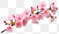 PNG Beautiful pink cherry blossom flowers on a branch blossoms floral spring.