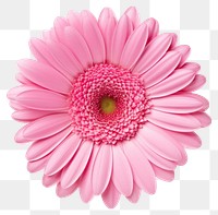 PNG Beautiful pink gerbera flower petals daisy.