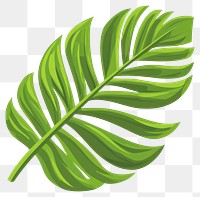 PNG Coconut leaf illustration plant green.