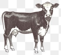 PNG Cow illustration livestock animal.