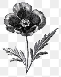 PNG Flower illustration drawing black.