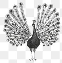 PNG Peacock illustration black white.