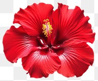 PNG Red hibiscus flower plant red red hibiscus.