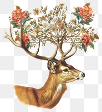 PNG An deer head with flowers antlers illustration wildlife.