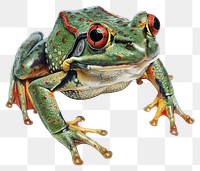 PNG A frog amphibian art illustration.