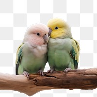 PNG Parakeets birds companionship photography.