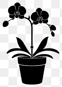 PNG Potted plant with orchid silhouette flower potted.