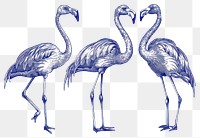 PNG Hand drawn a Flamingos flamingo vintage bird.