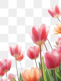 PNG Tulips flower landscapes flowers spring outdoors.