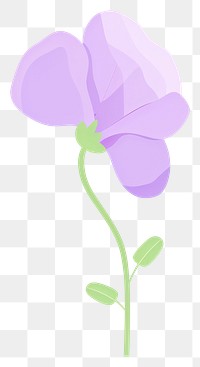 PNG Sweet pea flower illustration simple plant.