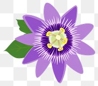 PNG Passionflower flower passionflower illustration purple.