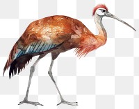 PNG Vintage Bird Animal bird illustration animal.