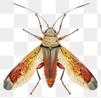 PNG Vintage Insect insect illustration animal.