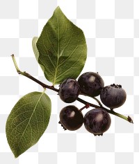 PNG Cottagecore blueberry berries leaves leaf.