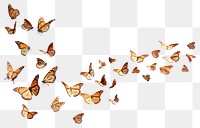 PNG Monarch butterfly flying butterflies invertebrate illustration.