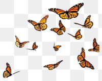 PNG Monarch butterfly flying butterflies insects monarch butterflies.