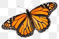 PNG Monarch butterfly flying insect white invertebrate.