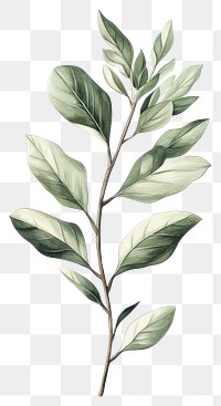 PNG Tree leaf branch illustration botanical drawing.