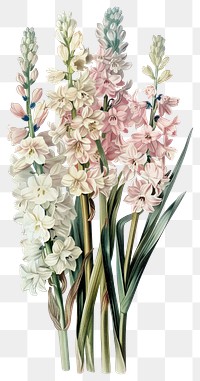 PNG Flower collage cutouts flowers illustration vintage.