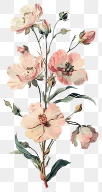 PNG Flower collage cutouts flowers art illustration.