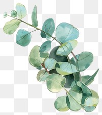 PNG Eucalyptus plant leaf art.