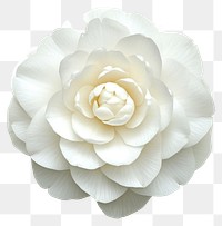 PNG White camellia flower petals accessories accessory.